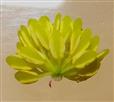  Stamens